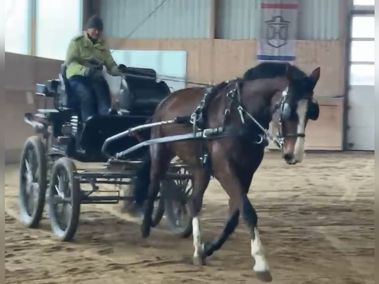 Westfaliano Giumenta 6 Anni 180 cm Baio in Halle