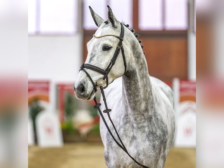Westfaliano Giumenta 6 Anni Grigio in Münster-Handorf