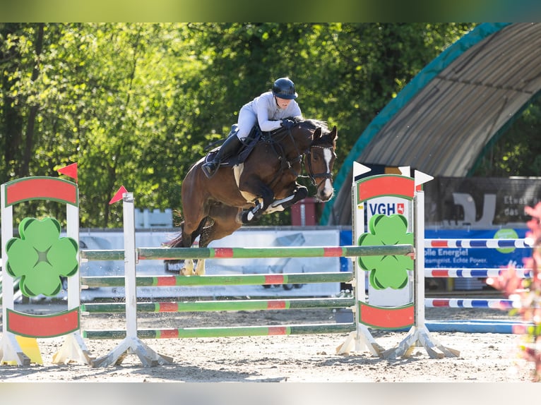 Westfaliano Giumenta 7 Anni 158 cm Baio in Schermen