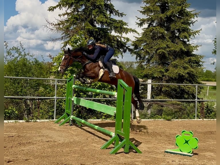 Westfaliano Giumenta 7 Anni 158 cm Baio in Schermen