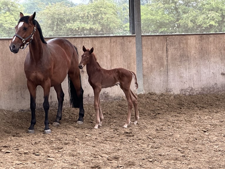 Westfaliano Giumenta 7 Anni 160 cm Baio in Lünen