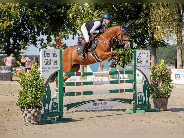 Westfaliano Giumenta 7 Anni 160 cm Baio in Schwerte