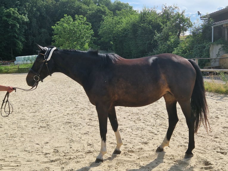 Westfaliano Giumenta 7 Anni 160 cm Morello in Königswinter