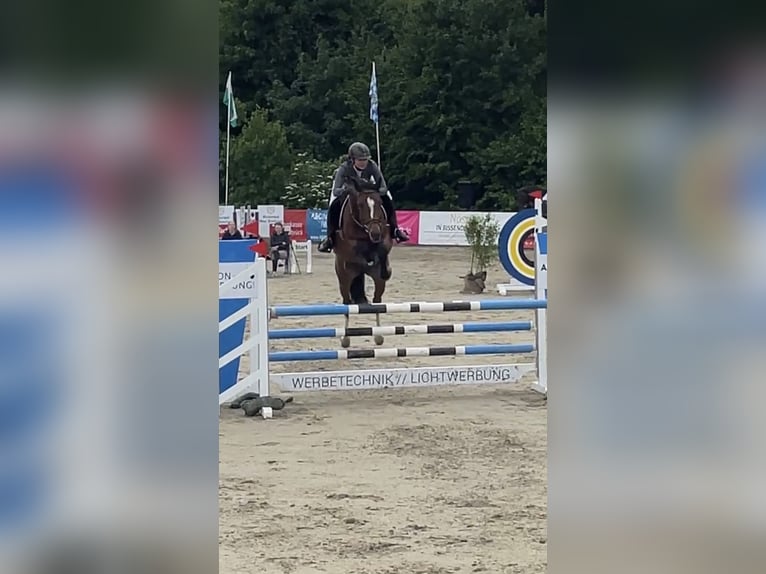 Westfaliano Giumenta 7 Anni 162 cm Baio in Bohmte