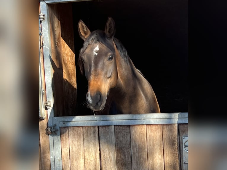 Westfaliano Giumenta 7 Anni 162 cm Baio in Fischen i.Allgäu