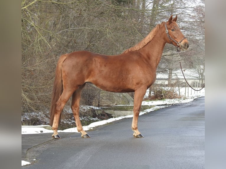 Westfaliano Giumenta 7 Anni 163 cm Sauro in Verl