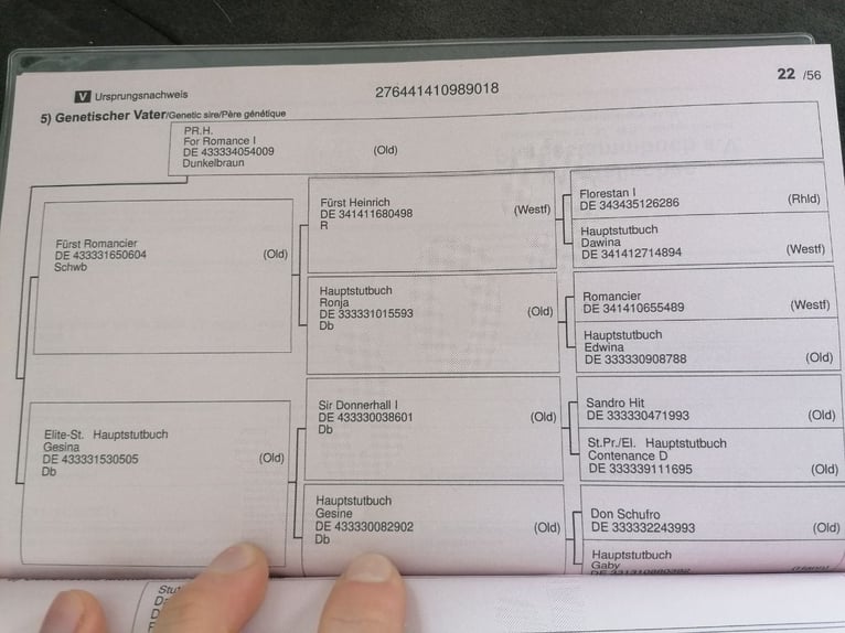 Westfaliano Giumenta 7 Anni 163 cm Sauro scuro in Speyer