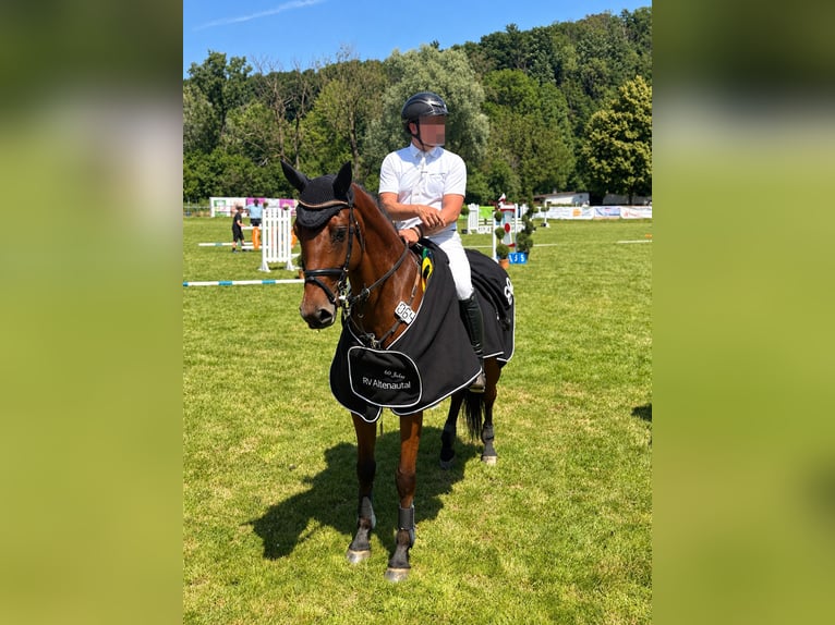 Westfaliano Giumenta 7 Anni 164 cm Baio in Büren