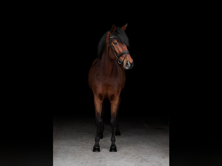 Westfaliano Giumenta 7 Anni 164 cm Baio in Büren