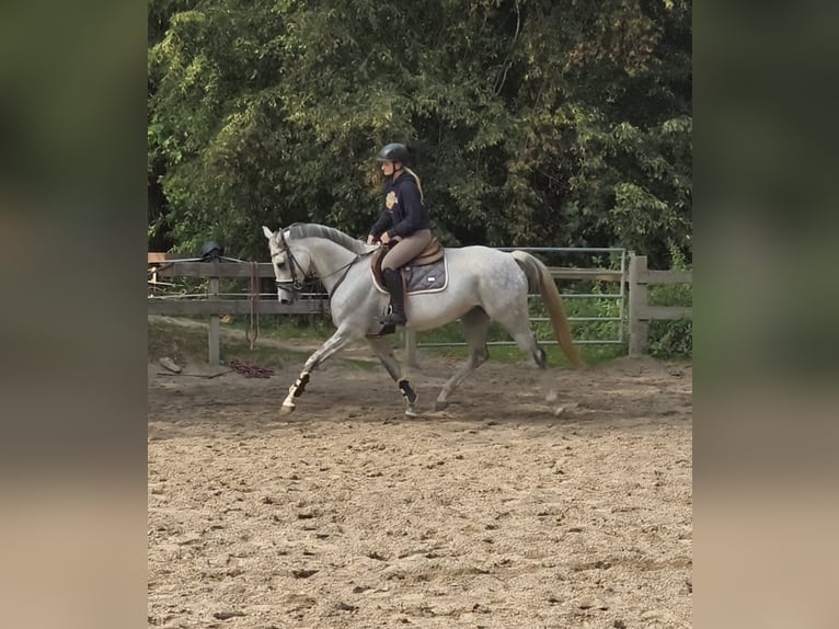 Westfaliano Giumenta 7 Anni 164 cm Grigio in Braunschweig