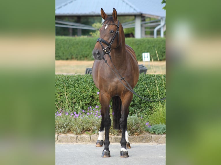 Westfaliano Giumenta 7 Anni 165 cm Baio in Datteln