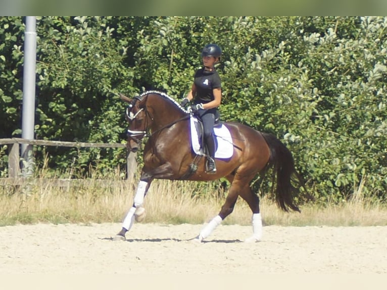Westfaliano Giumenta 7 Anni 165 cm Baio scuro in Iserlohn