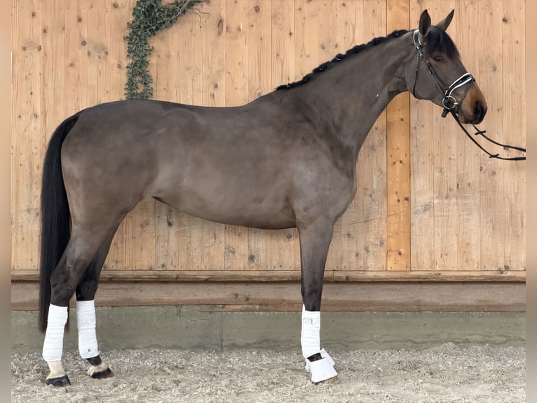 Westfaliano Giumenta 7 Anni 165 cm Baio scuro in Riedlingen