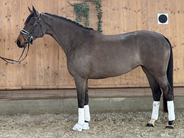 Westfaliano Giumenta 7 Anni 165 cm Baio scuro in Riedlingen