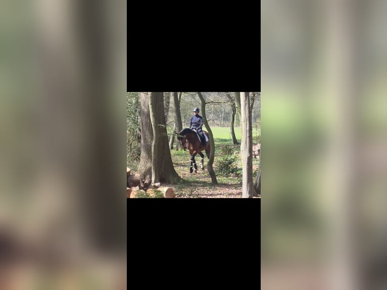 Westfaliano Giumenta 7 Anni 166 cm Baio in Ibbenbüren