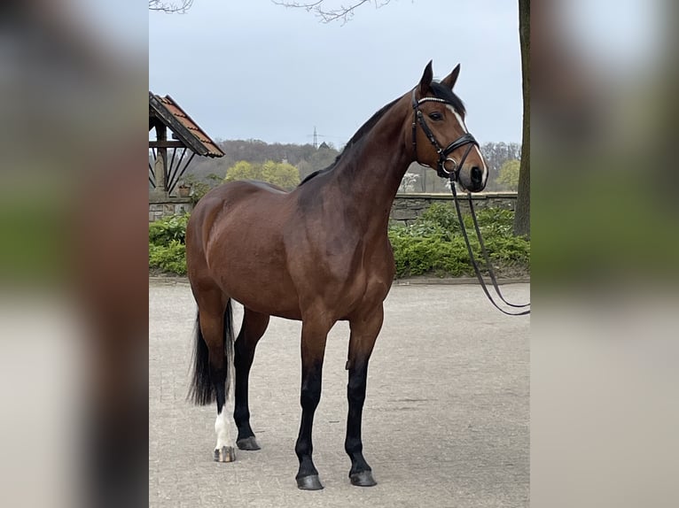 Westfaliano Giumenta 7 Anni 166 cm Baio in Ibbenbüren