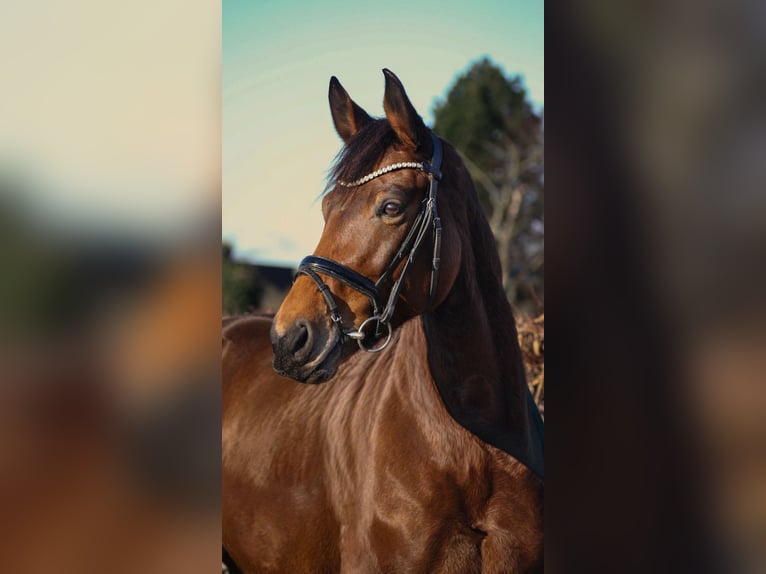 Westfaliano Giumenta 7 Anni 166 cm Baio in Neukirchen-Vluyn
