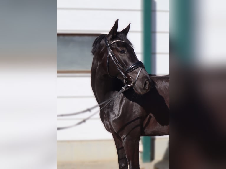 Westfaliano Giumenta 7 Anni 166 cm Baio nero in Neuburg an der Kammel