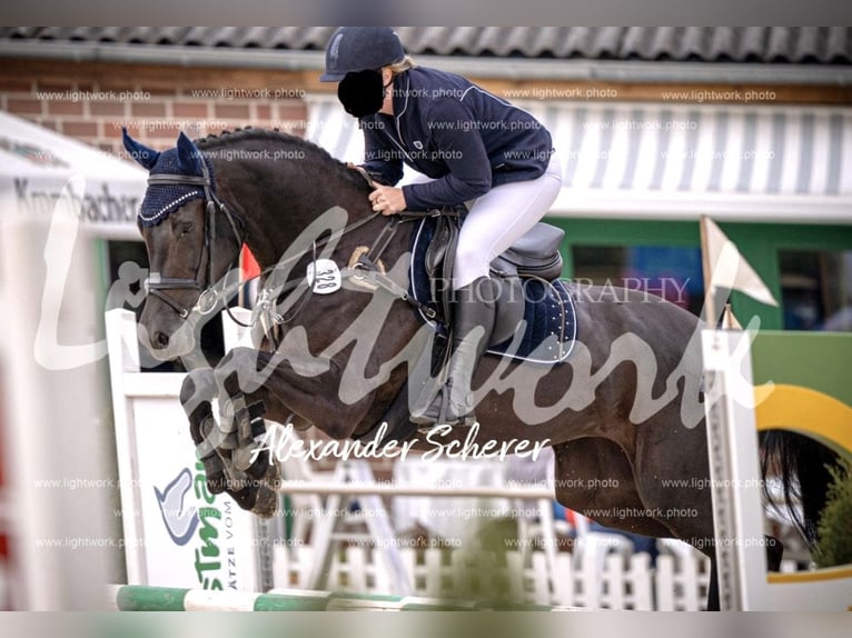 Westfaliano Giumenta 7 Anni 166 cm Baio nero in M&#xFC;nster