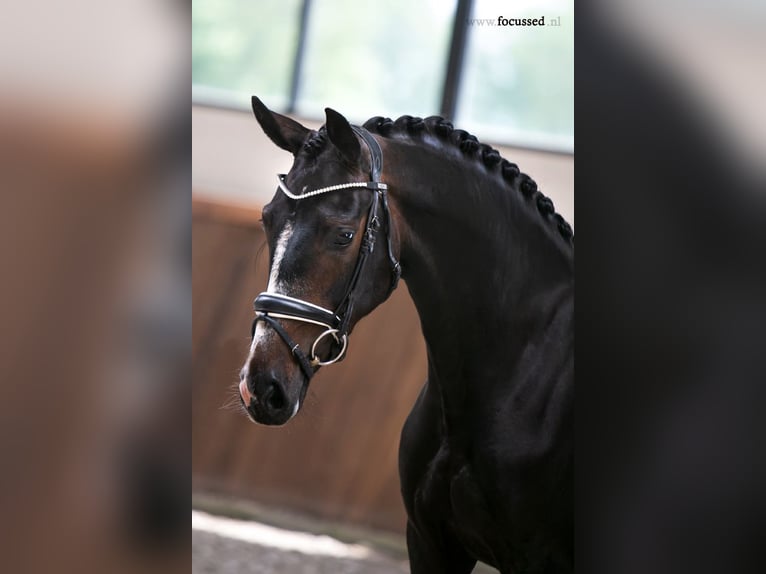 Westfaliano Giumenta 7 Anni 166 cm Baio scuro in Münster
