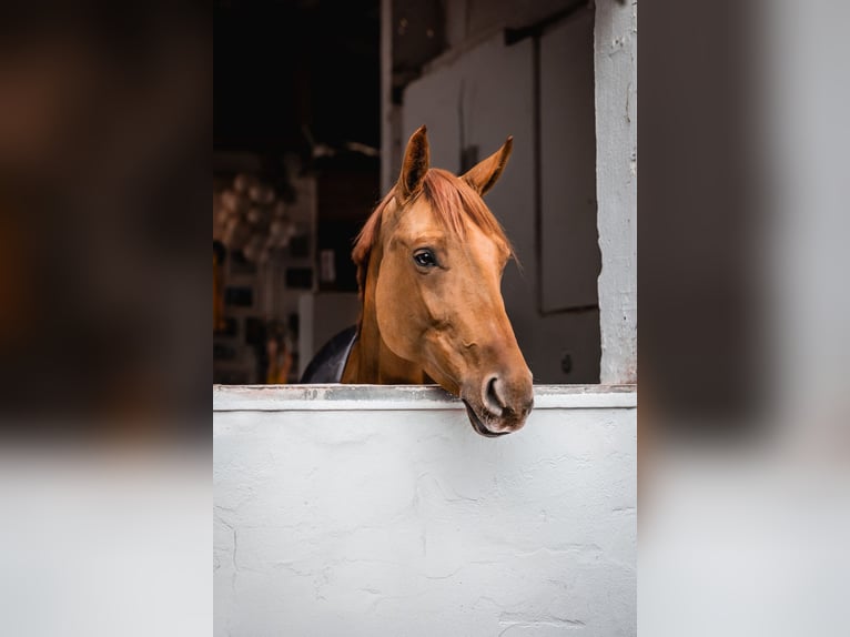 Westfaliano Giumenta 7 Anni 166 cm Sauro in Oberderdingen