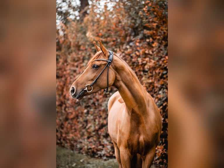 Westfaliano Giumenta 7 Anni 166 cm Sauro in Oberderdingen