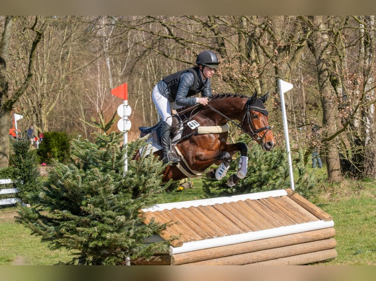 Westfaliano Giumenta 7 Anni 167 cm Baio in Dorsten