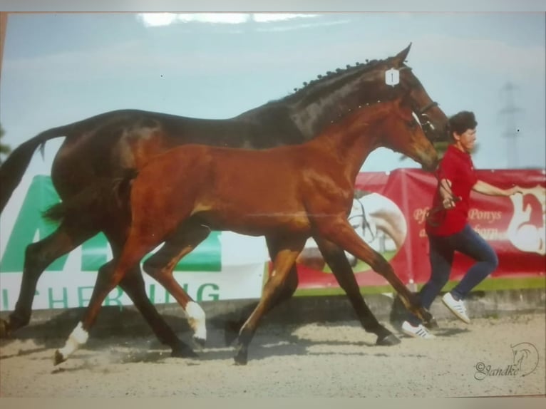 Westfaliano Giumenta 7 Anni 167 cm Baio in Frankenberg