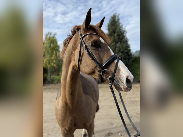 Westfaliano Giumenta 7 Anni 167 cm Sauro ciliegia in Oud Gastel