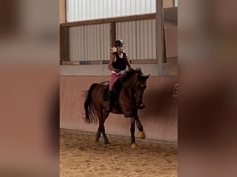 Westfaliano Giumenta 7 Anni 168 cm Baio in Straubing