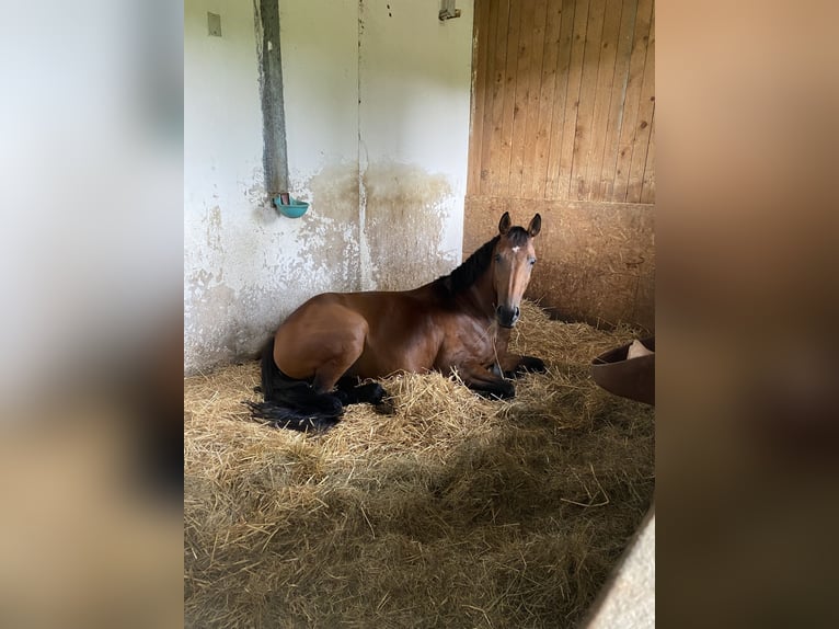 Westfaliano Giumenta 7 Anni 168 cm Baio in Straubing