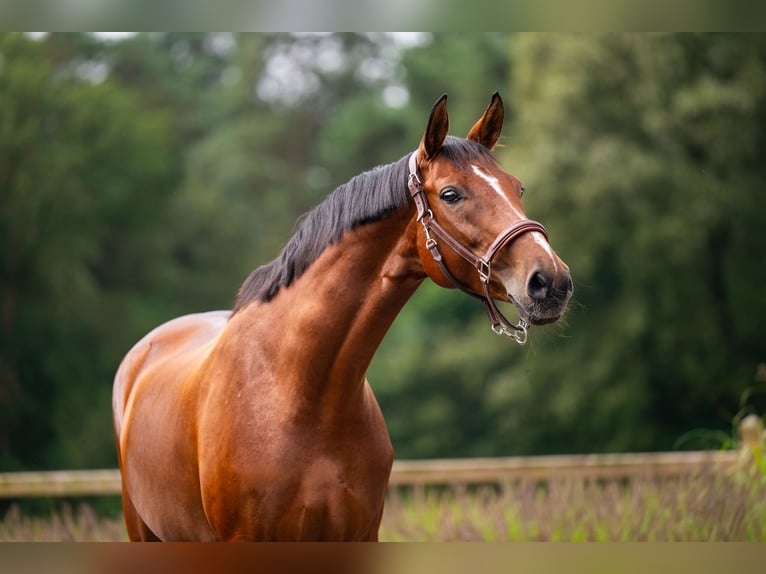 Westfaliano Giumenta 7 Anni 168 cm Baio ciliegia in Mol