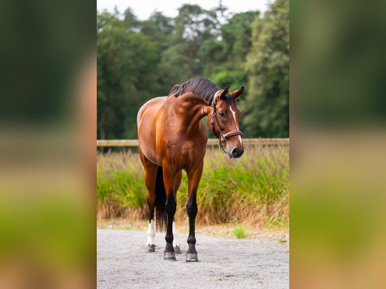 Westfaliano Giumenta 7 Anni 168 cm Baio ciliegia in Mol