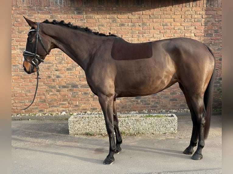 Westfaliano Giumenta 7 Anni 168 cm Baio nero in Niederkassel