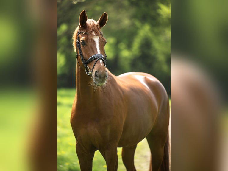 Westfaliano Giumenta 7 Anni 168 cm Sauro in Viersen