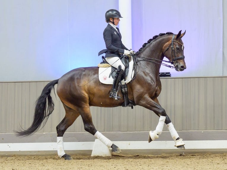 Westfaliano Giumenta 7 Anni 169 cm Baio in Mnster-Handorf