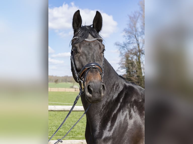 Westfaliano Giumenta 7 Anni 170 cm Baio scuro in Lünen