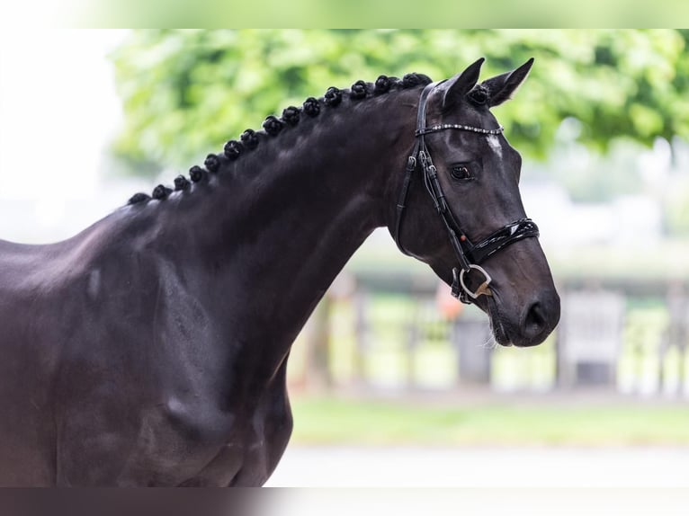 Westfaliano Giumenta 7 Anni 170 cm Baio scuro in Harmelen