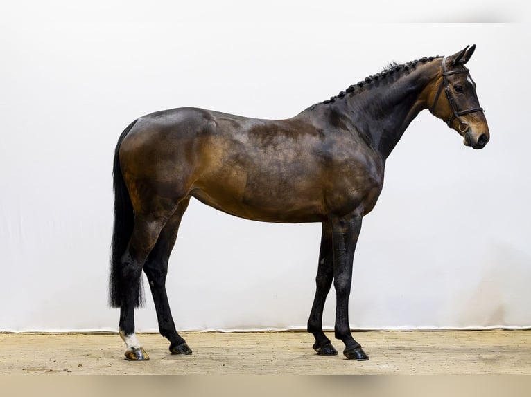 Westfaliano Giumenta 7 Anni 170 cm  in Waddinxveen