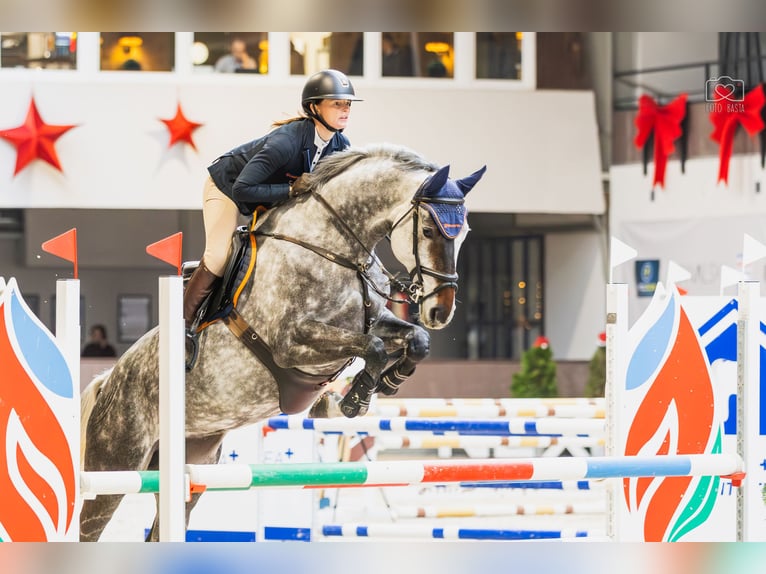 Westfaliano Giumenta 7 Anni 170 cm Grigio in Piła