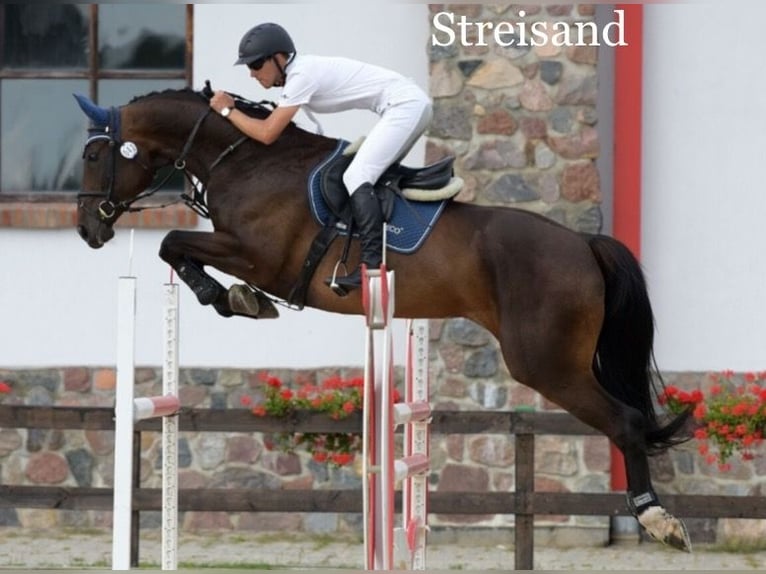 Westfaliano Giumenta 7 Anni 170 cm Grigio in Piła