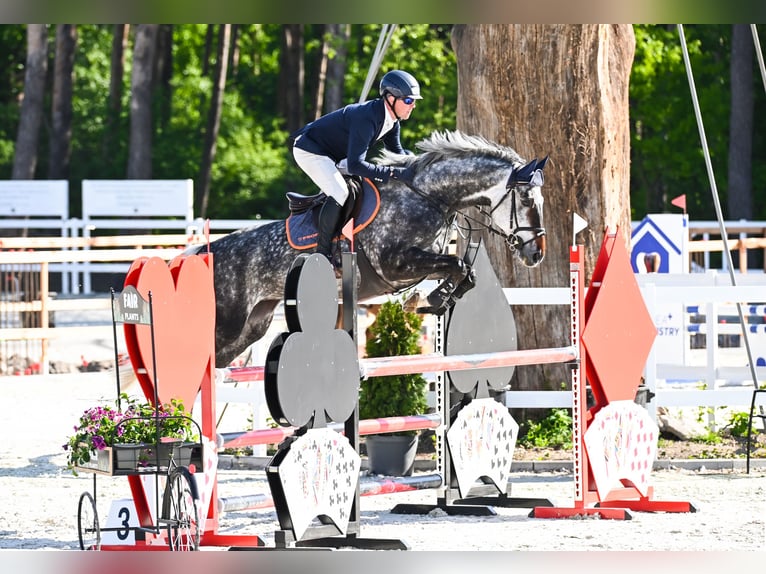 Westfaliano Giumenta 7 Anni 170 cm Grigio in Piła