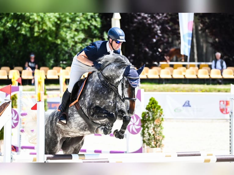 Westfaliano Giumenta 7 Anni 170 cm Grigio in Piła