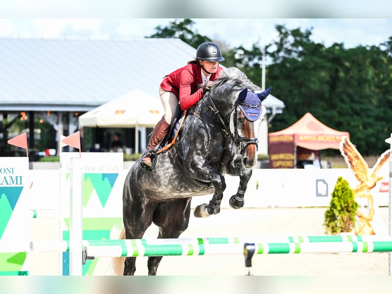 Westfaliano Giumenta 7 Anni 170 cm Grigio in Piła