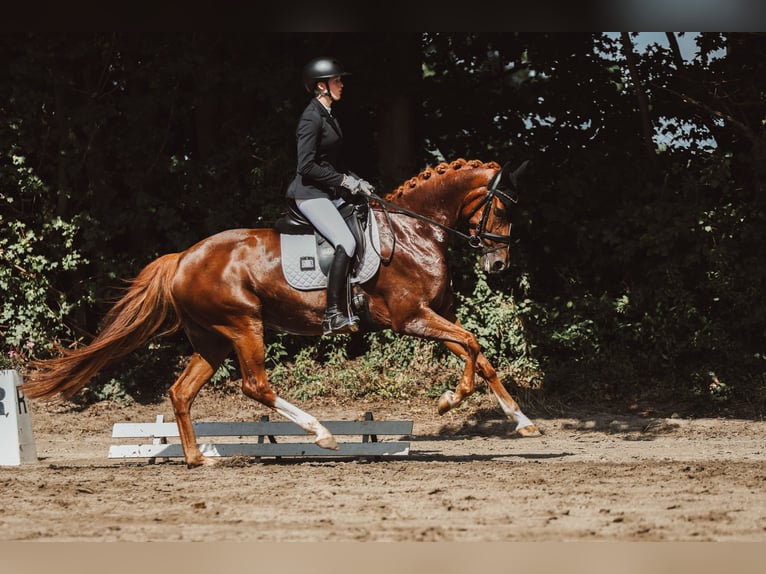Westfaliano Giumenta 7 Anni 170 cm Sauro in Viersen