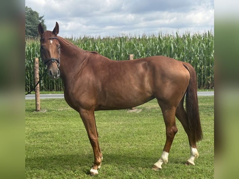 Westfaliano Giumenta 7 Anni 170 cm Sauro in Versmold