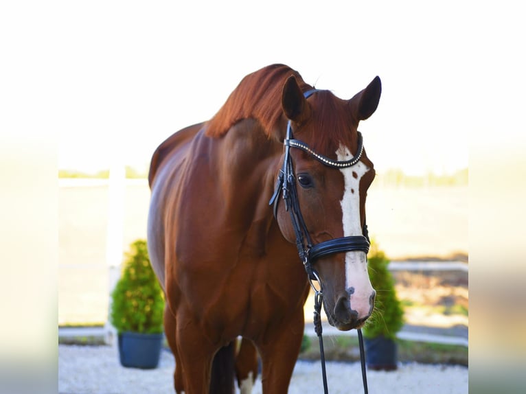 Westfaliano Giumenta 7 Anni 170 cm Sauro in B&#xE9;k&#xE9;sszentandr&#xE1;s