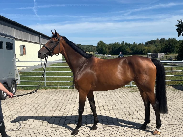 Westfaliano Giumenta 7 Anni 171 cm Baio in Espenau