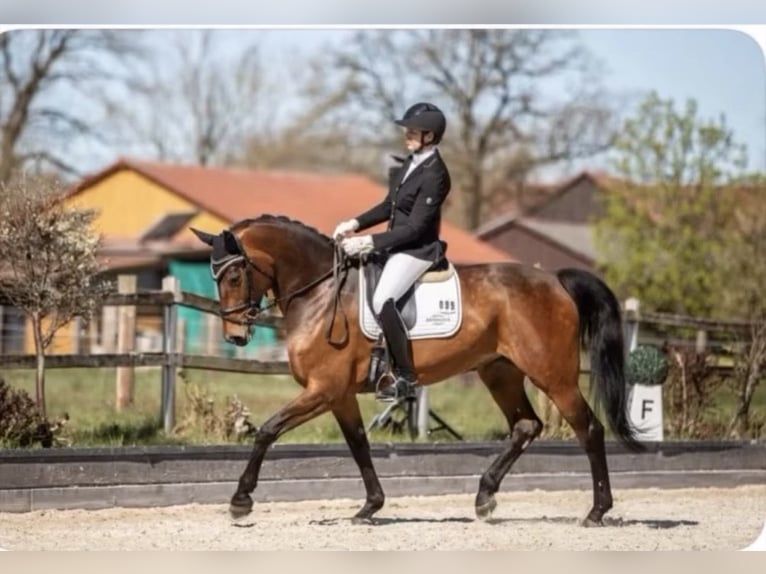 Westfaliano Giumenta 7 Anni 172 cm Baio in Bad Abbach