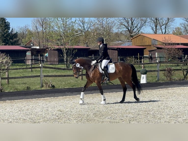 Westfaliano Giumenta 7 Anni 172 cm Baio in Bad Abbach